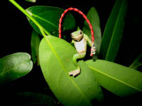 bronze frog on leaf