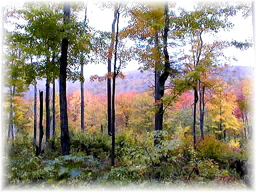 Fall colors by Jerry Blain in Danby, Vermont